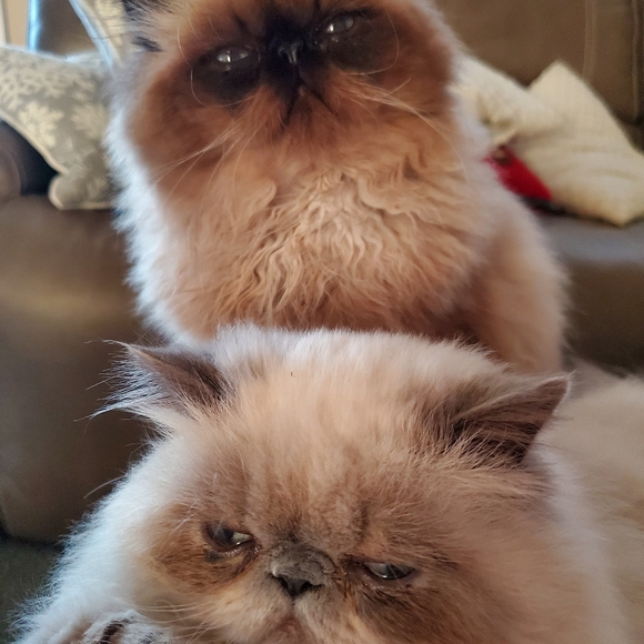 Ambrosius and Truffles - Picture 10 of 14